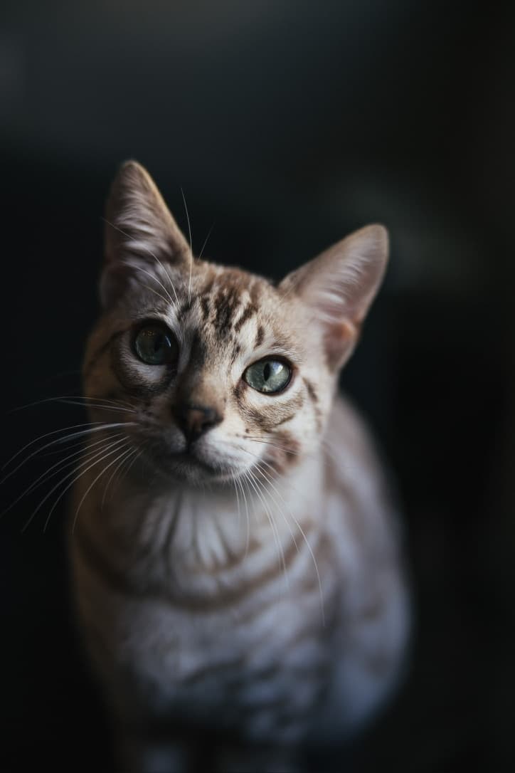 Senna the cat, looking straight at the camera